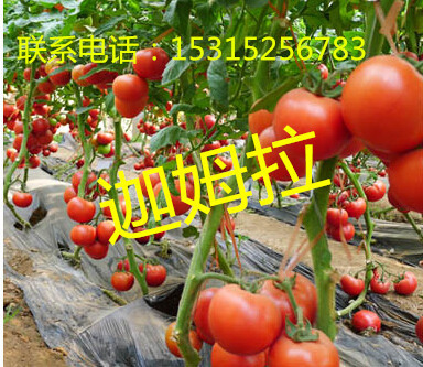 好产品近在眼前!大红番茄种子批发、耐低温番茄种子批发找晨宏!
