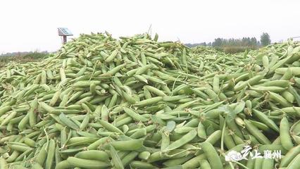 2小时4000斤豌豆销售一空!襄州区供销社搭建平台助销农产品